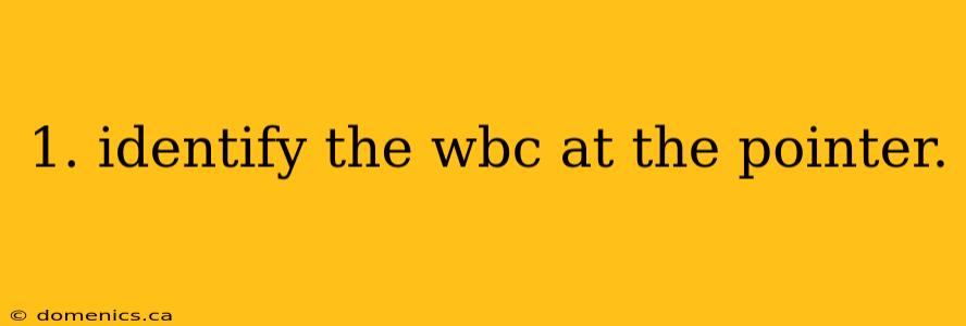 1. identify the wbc at the pointer.