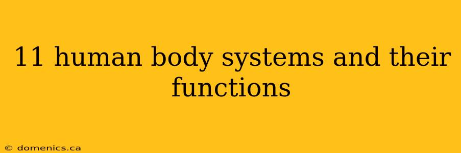 11 human body systems and their functions