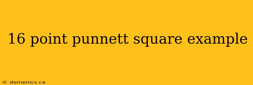 16 point punnett square example