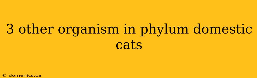 3 other organism in phylum domestic cats