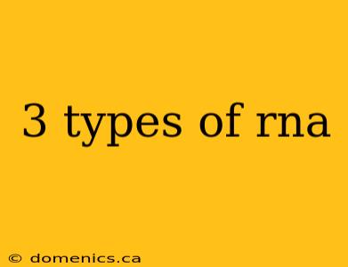 3 types of rna