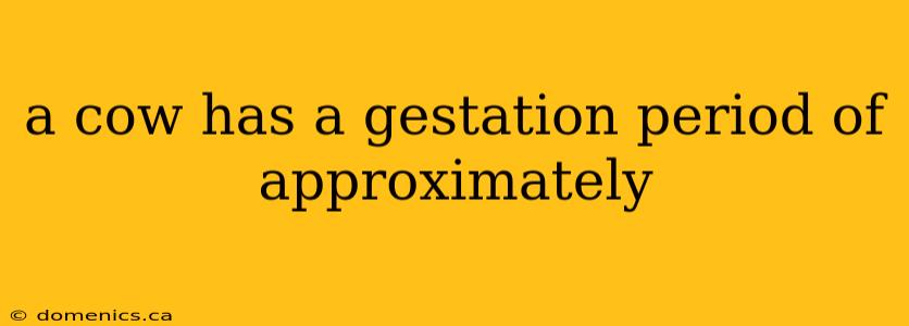 a cow has a gestation period of approximately