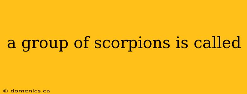 a group of scorpions is called