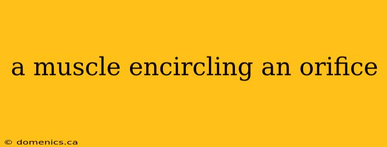 a muscle encircling an orifice