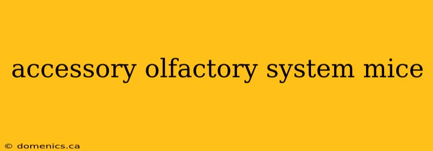 accessory olfactory system mice