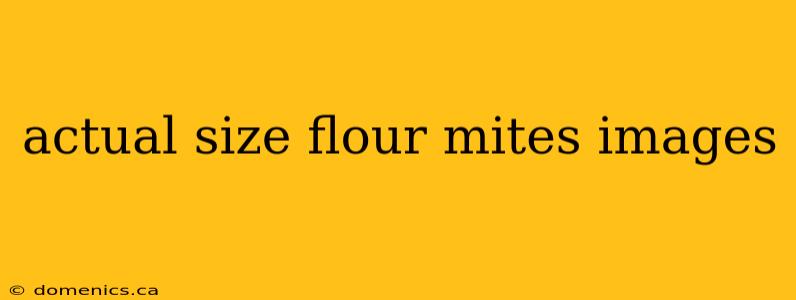 actual size flour mites images