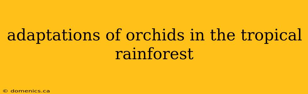 adaptations of orchids in the tropical rainforest