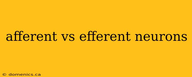 afferent vs efferent neurons