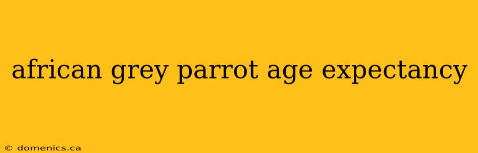 african grey parrot age expectancy