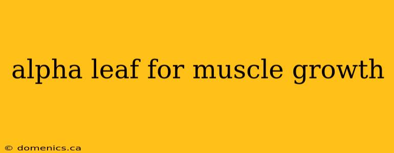 alpha leaf for muscle growth