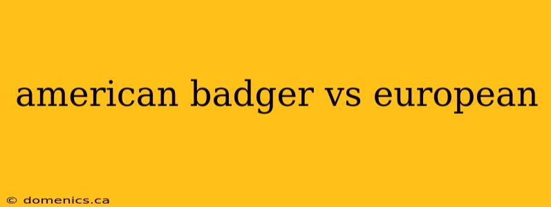 american badger vs european