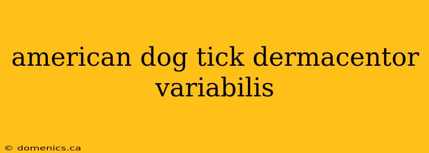 american dog tick dermacentor variabilis