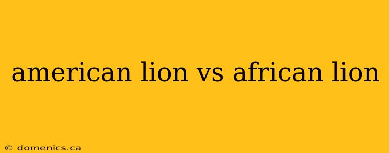 american lion vs african lion