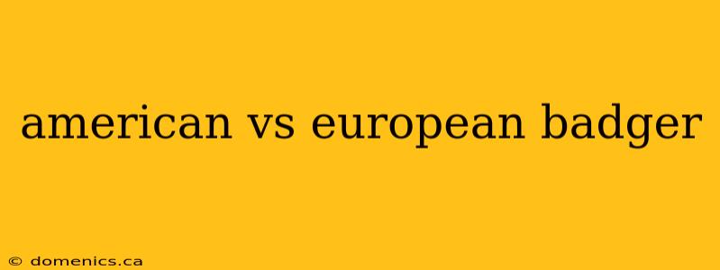 american vs european badger