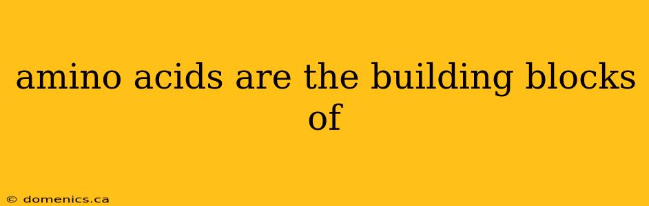 amino acids are the building blocks of