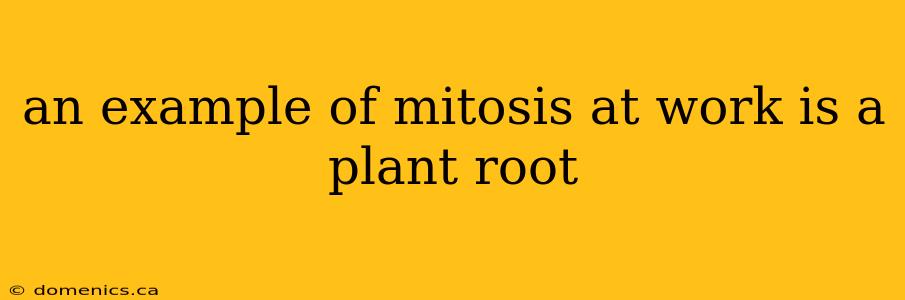 an example of mitosis at work is a plant root