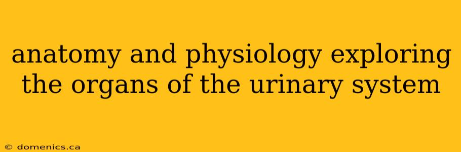 anatomy and physiology exploring the organs of the urinary system