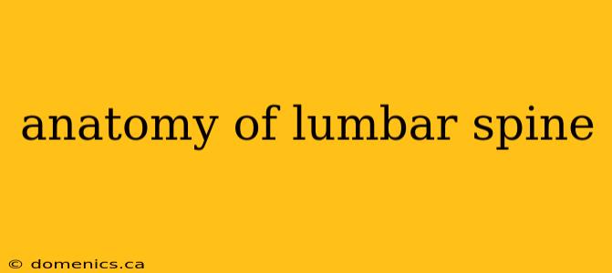 anatomy of lumbar spine