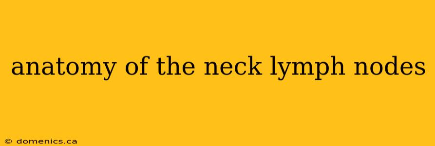 anatomy of the neck lymph nodes