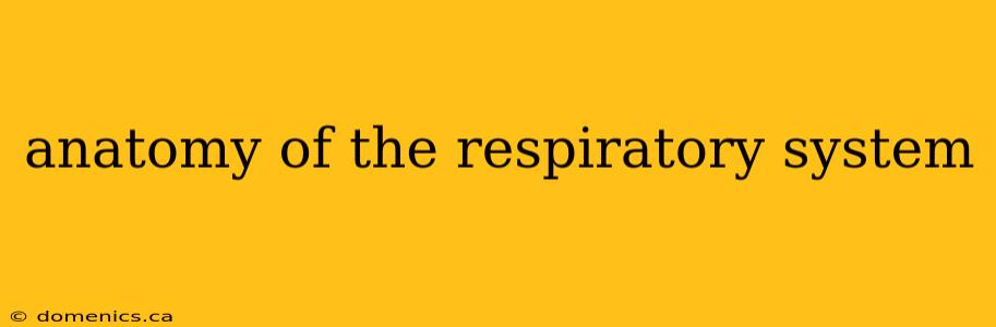 anatomy of the respiratory system