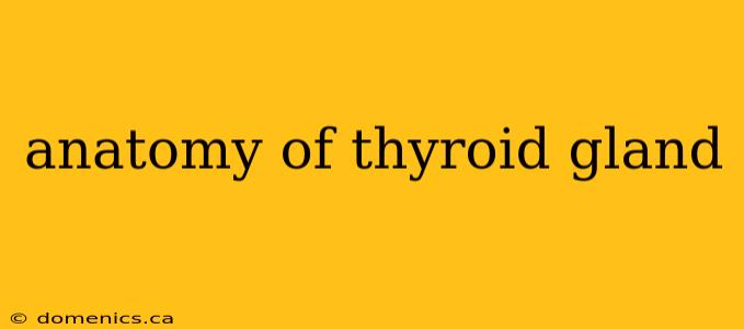 anatomy of thyroid gland