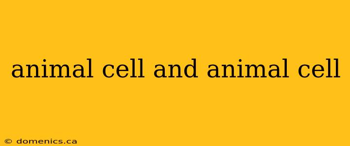 animal cell and animal cell