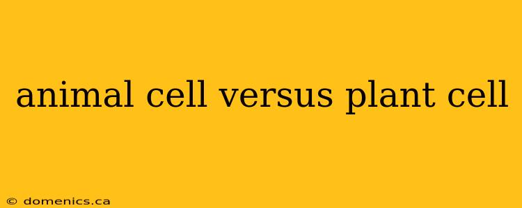 animal cell versus plant cell