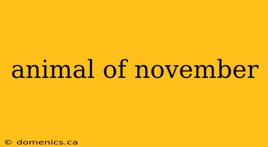 animal of november