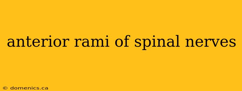 anterior rami of spinal nerves