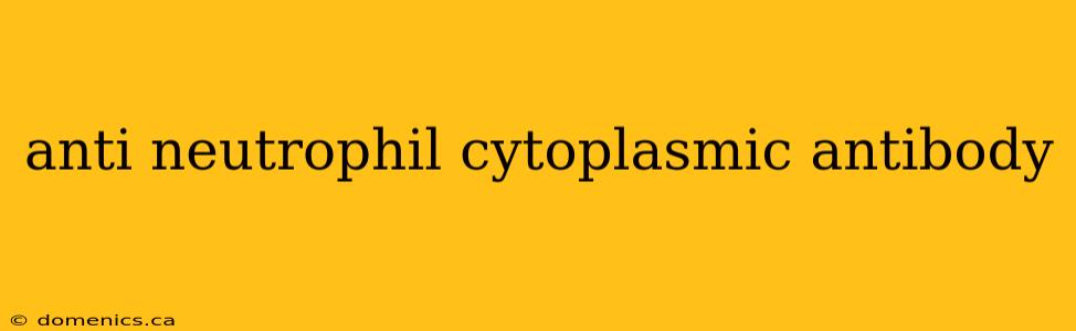 anti neutrophil cytoplasmic antibody