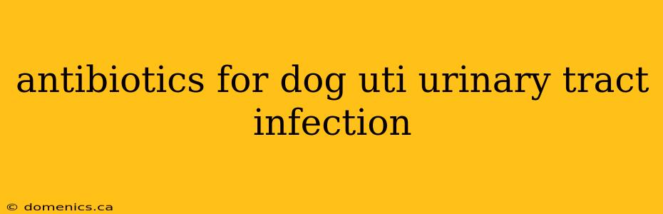 antibiotics for dog uti urinary tract infection