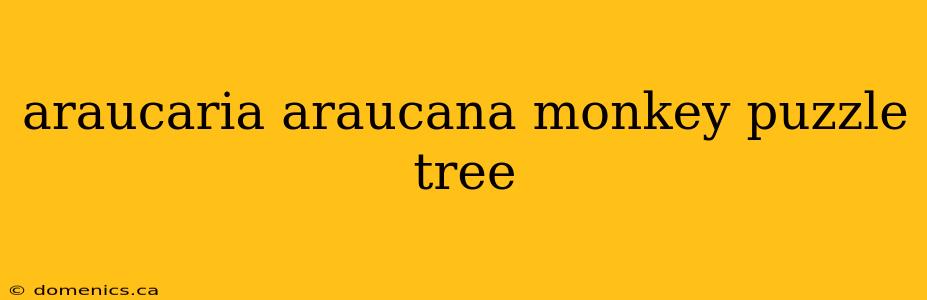 araucaria araucana monkey puzzle tree