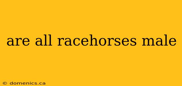 are all racehorses male