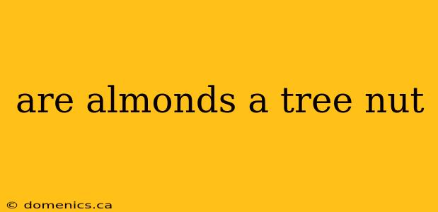 are almonds a tree nut