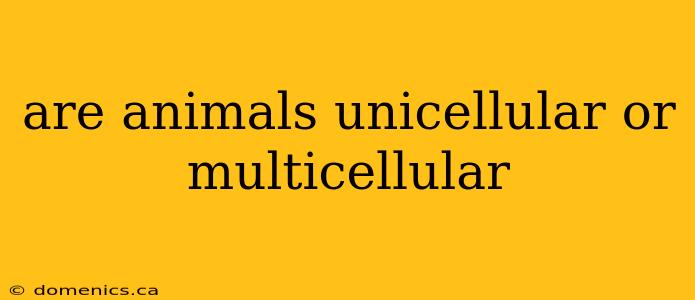 are animals unicellular or multicellular