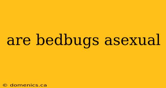 are bedbugs asexual