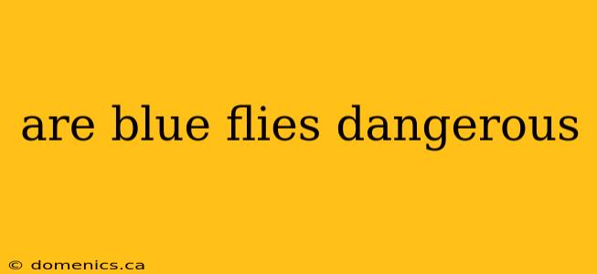 are blue flies dangerous