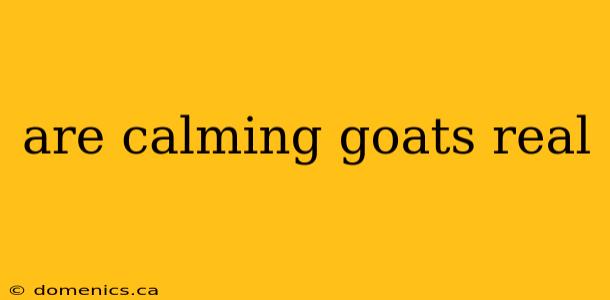 are calming goats real