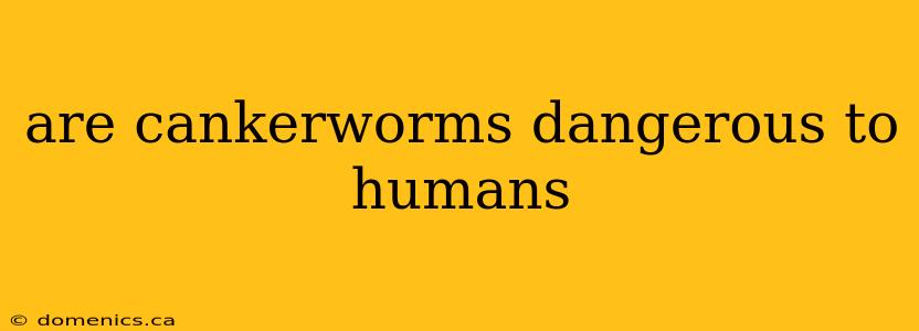 are cankerworms dangerous to humans