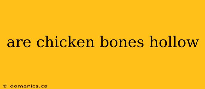 are chicken bones hollow