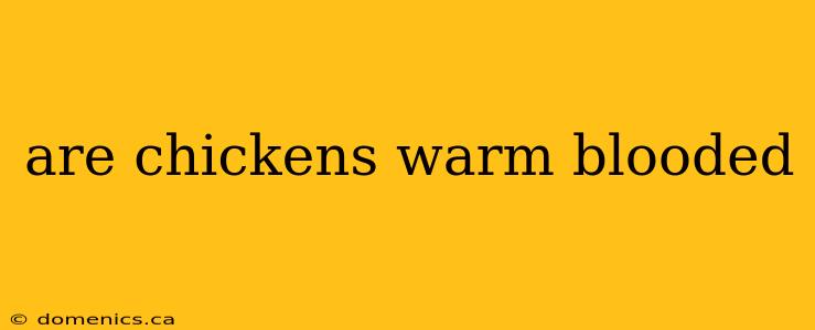 are chickens warm blooded