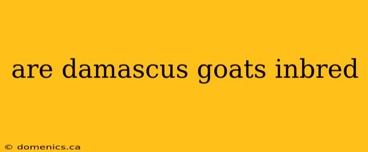 are damascus goats inbred