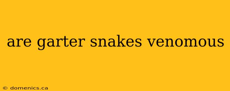 are garter snakes venomous