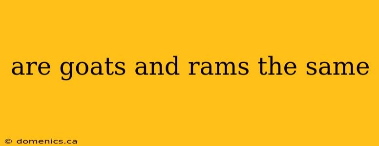 are goats and rams the same