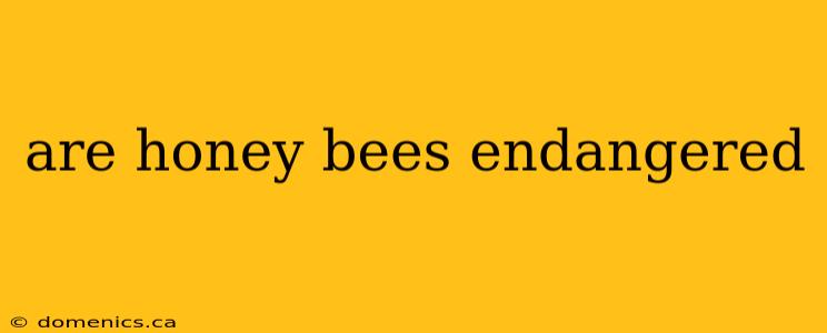 are honey bees endangered