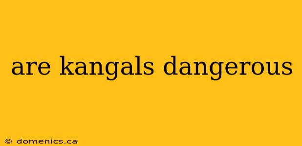 are kangals dangerous