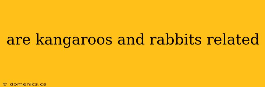 are kangaroos and rabbits related