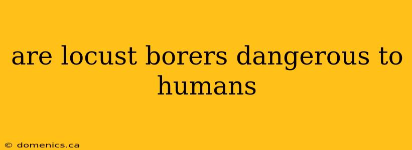 are locust borers dangerous to humans