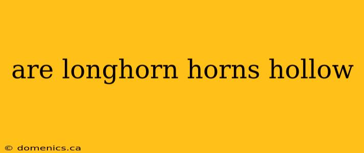 are longhorn horns hollow