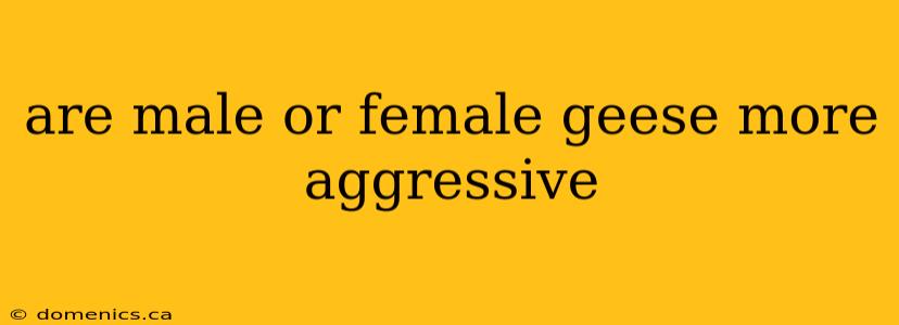 are male or female geese more aggressive